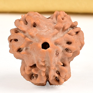 Collector 3 Mukhi from Nepal - CDLXVI