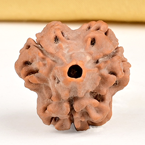Collector 3 Mukhi from Nepal - CDLXVII