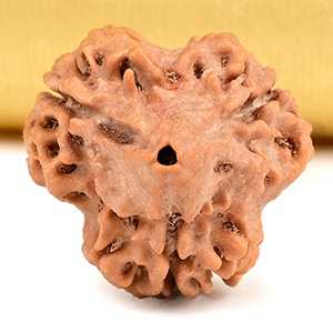 Super Collector 3 Mukhi from Nepal - CCL