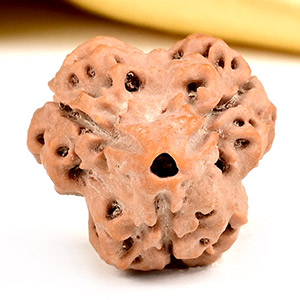 Super Collector 3 Mukhi from Nepal - CCLI