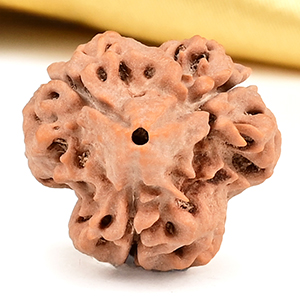 Super Collector 3 Mukhi from Nepal - CCLVIII