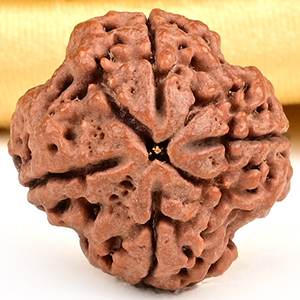 Collector 4 Mukhi from Nepal - DXXIX