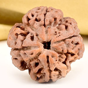 Collector 4 Mukhi from Nepal - DXXXIV