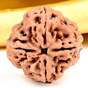 Collector 4 Mukhi from Nepal - DXXXVI