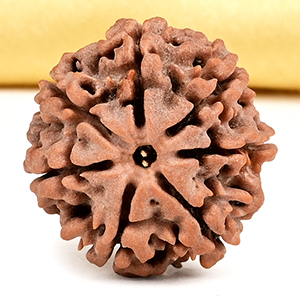 Collector 7 Mukhi from Nepal - DCLXXVI