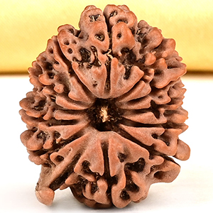 Ganesh Rudraksha 12 Mukhi from Nepal - IV