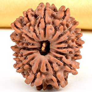 15 Mukhi from Nepal Small - CLXV