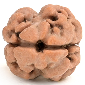 Rare 2 Mukhi from Nepal Small - RCLXVII