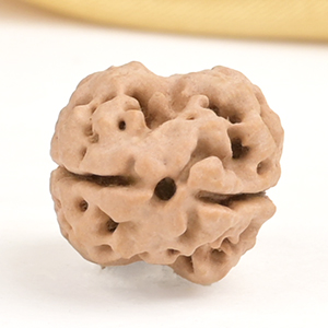 Rare 2 Mukhi from Nepal - CCVII