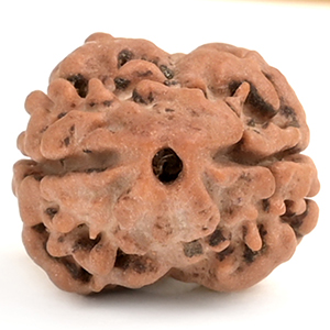 Rare 2 Mukhi from Nepal - CCVIII