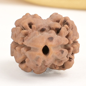 Collector 2 Mukhi Nepali - XXXI