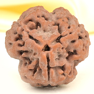 Collector 3 Mukhi from Nepal - CDLXXII