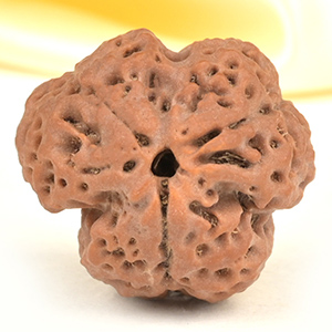 Collector 3 Mukhi from Nepal - CDLXXIII