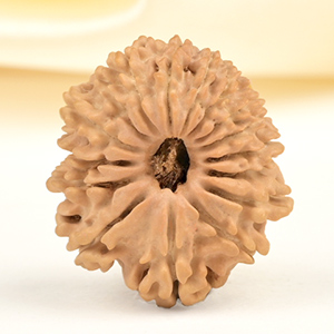 16 Mukhi from Nepal Small - XXXVIII