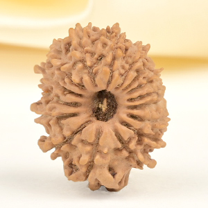 16 Mukhi from Nepal Small - XXXIX