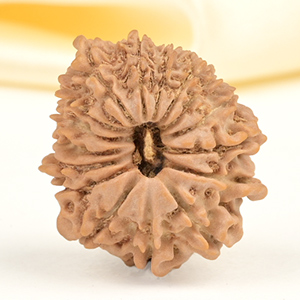 16 Mukhi from Nepal Small - XL