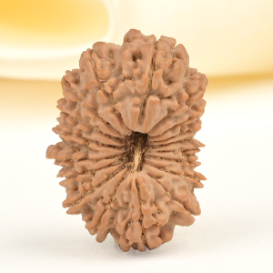 18 Mukhi from Nepal Small - II