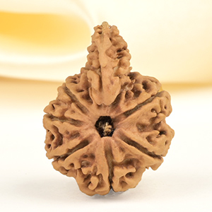 Savar Naag Rudraksha from Nepal - CLIV