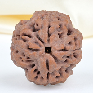 Collector 4 Mukhi from Nepal - DXXXVII