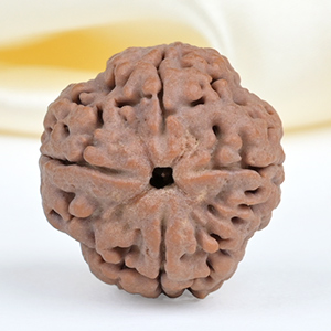 Collector 4 Mukhi from Nepal - DXXXVIII