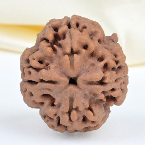Collector 4 Mukhi from Nepal - DXXXIX