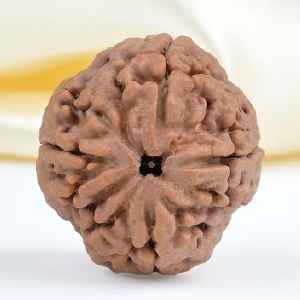 Collector 4 Mukhi from Nepal - DXL