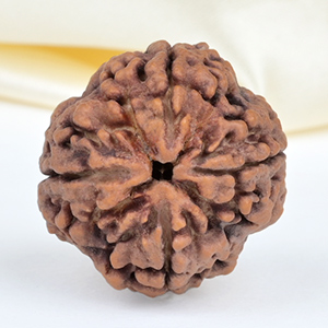 Collector 4 Mukhi from Nepal - DXLI