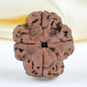 Collector 4 Mukhi from Nepal - DXLII