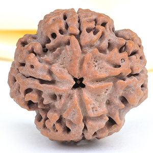 Collector 4 Mukhi from Nepal - DXLIII