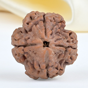 Collector 4 Mukhi from Nepal - DXLIV