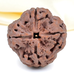 Collector 4 Mukhi from Nepal - DXLV