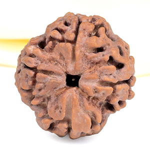Collector 4 Mukhi from Nepal - DXLVI