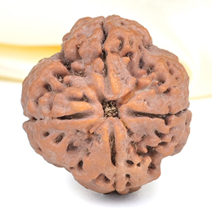 Collector 4 Mukhi from Nepal - DXLVII