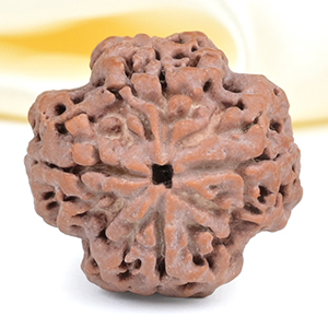 Collector 4 Mukhi from Nepal - DXLVIII