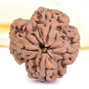 Collector 4 Mukhi from Nepal - DXLIX