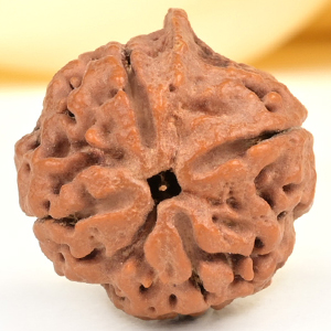 Ganesh Rudraksha 4 Mukhi from Nepal - VII