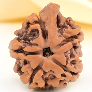Ganesh Rudraksha 5 Mukhi from Nepal - LIII