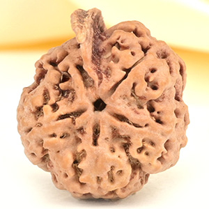 Ganesh Rudraksha 5 Mukhi from Nepal - LIV