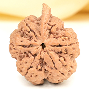 Ganesh Rudraksha 6 Mukhi from Nepal - XLII