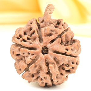 Ganesh Rudraksha 6 Mukhi from Nepal - XLIV