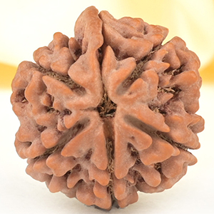 Ganesh Rudraksha 6 Mukhi from Nepal - XLV