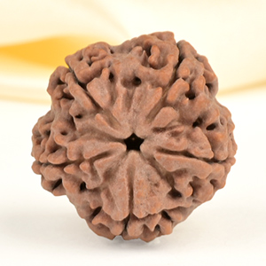 Super Collector 5 Mukhi from Nepal - DCVI