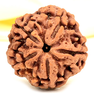 Super Collector 5 Mukhi from Nepal - DCVII