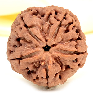 Super Collector 5 Mukhi from Nepal - DCVIII