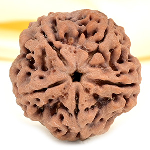 Super Collector 5 Mukhi from Nepal - DCIX