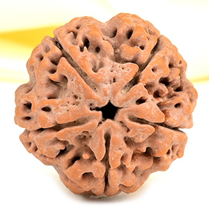 Super Collector 5 Mukhi from Nepal - DCX