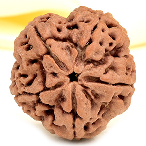 Super Collector 5 Mukhi from Nepal - DCXI