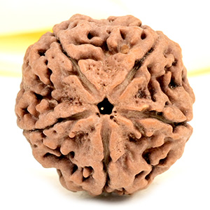 Super Collector 5 Mukhi from Nepal - DCXII