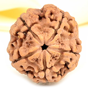 Super Collector 5 Mukhi from Nepal - DCXIII