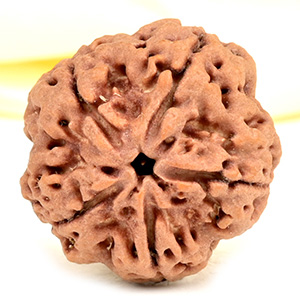 Super Collector 5 Mukhi from Nepal - DCXIV